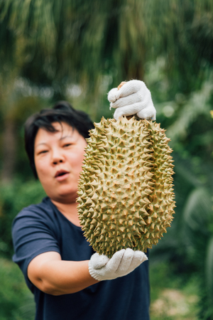 Asian woman farmer holding Durian is a king of fruit in Thailand and asia fruit have a spikes shell...