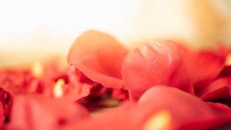 Petal of red rose flower nature beautiful flowers from the garden for valentines on wooden floor with copy space in Valentine's Day, Wedding or Romantic Love Valentine conceptの写真素材