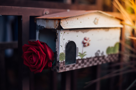 Red rose flower nature beautiful flowers from the garden for valentines in mailbox with copy space in Valentine's Day, Wedding or Romantic Love Valentine conceptの写真素材