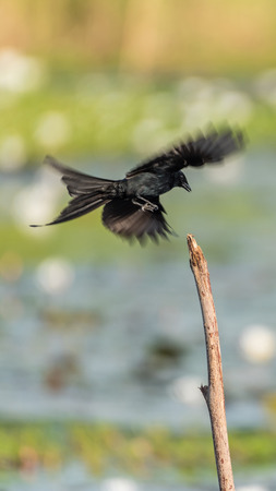Bird (Black Drongo, Dicrurus macrocercus) It is a wholly black bird with a distinctive forked tail perched on a tree in a nature wildの写真素材
