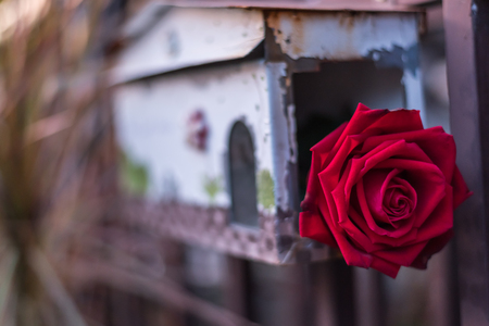 Red rose flower nature beautiful flowers from the garden for valentines in mailbox with copy space in Valentine's Day, Wedding or Romantic Love Valentine conceptの写真素材