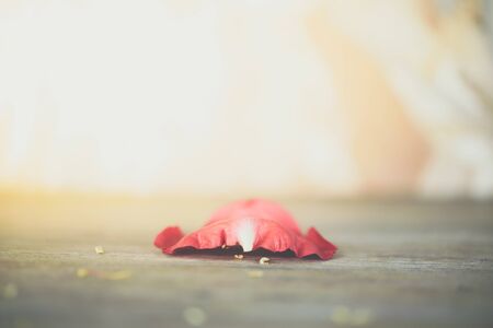 Petal of red rose flower nature beautiful flowers from the garden for valentines on wooden floor with copy space in Valentine's Day, Wedding or Romantic Love Valentine conceptの写真素材
