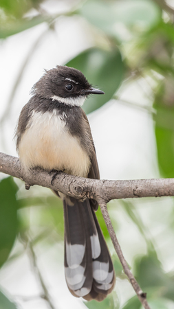 Bird (Malaysian Pied Fantail, Rhipidura javanica) black and white color perched on a tree in a nature wildの写真素材