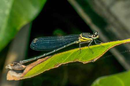 Macro of dragonfly insect in yellow and black on a plant in wild blurred a green nature backgroundの写真素材
