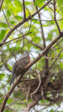 Bird (Plaintive Cuckoo, Cacomantis merulinus) black, yellow, brown and orange color perched on a tree in a nature wildの写真素材