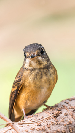Bird (Ferruginous Flycatcher, Muscicapa ferruginea) brown sugar, orange and red color perched on a tree in a nature wild, Distribution Uncommonの写真素材
