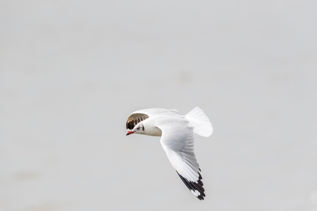 Bird (Laridae, Chroicocephalus brunnicephalus) white and gray color flying on the sky at a nature...