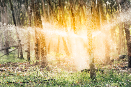 Watering rubber tree in row at a rubber tree plantation natural latex is a agriculture harvesting natural rubber in white milk color for industry in Thailandの写真素材