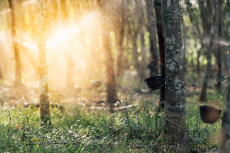 Watering rubber tree in row at a rubber tree plantation natural latex is a agriculture harvesting natural rubber in white milk color for industry in Thailandの写真素材