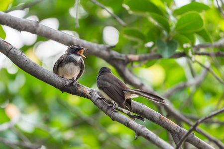 Two birds (Malaysian Pied Fantail, Rhipidura javanica) black and white color are couple, friends or brethren perched on a tree in a nature wildの写真素材