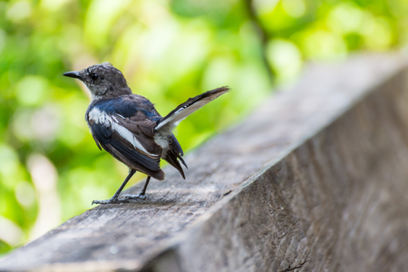 Bird (Oriental magpie-robin or Copsychus saularis) male black and white color perched on floor in a nature wildの写真素材