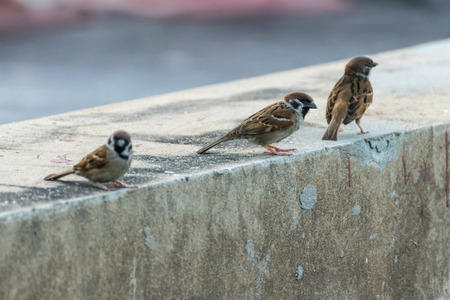 Bird (Eurasian tree sparrow, Passer montanus) is a passerine bird in the sparrow family with a rich chestnut crown and nape and black patch on each pure white cheek perched on a tree in a nature wildの写真素材