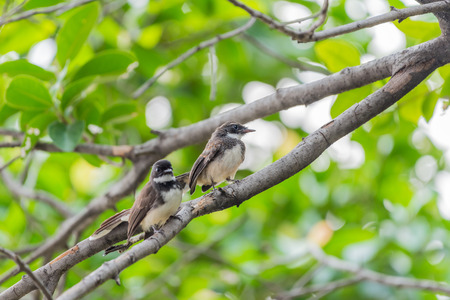 Two birds (Malaysian Pied Fantail, Rhipidura javanica) black and white color are couple, friends or brethren perched on a tree in a nature wildの写真素材
