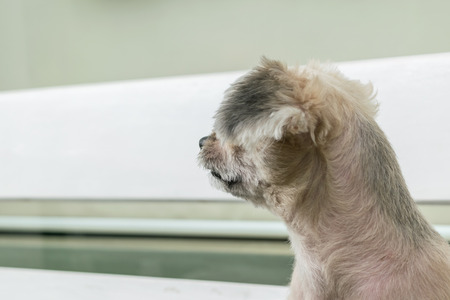Dog so cute mixed breed with Shih-Tzu, Pomeranian and Poodle looking at something with interest when vacation travelの写真素材