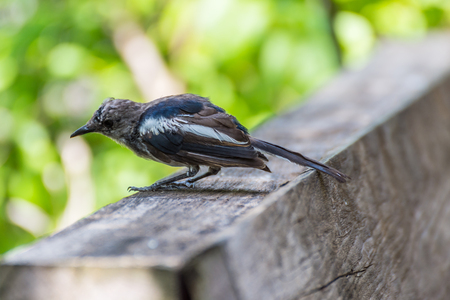 Bird (Oriental magpie-robin or Copsychus saularis) male black and white color perched on floor in a nature wildの写真素材