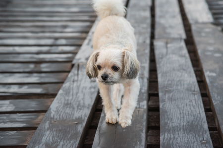 Dog so cute beige color mixed breed with Shih-Tzu, Pomeranian and Poodle with happy fun when vacation travel at wooden bridge is a nalure travel pointの写真素材