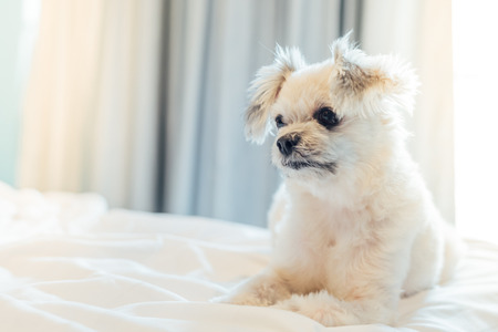 Dog so cute mixed breed with Shih-Tzu, Pomeranian and Poodle sitting or sleep lies on bed with white veil and looking at something with interest on bed in bedroom at home or hotelの写真素材