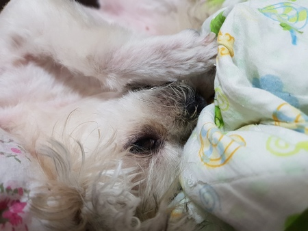 Dog so cute mixed breed with Shih-Tzu, Pomeranian and Poodle sitting or sleep lies on bed with white...