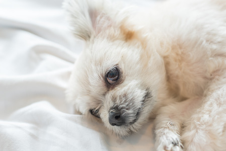 Dog so cute mixed breed with Shih-Tzu, Pomeranian and Poodle sitting or sleep lies on bed with white veil and looking at something with interest on bed in bedroom at home or hotelの写真素材