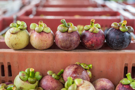 Mangosteen on a wood table is a queen of fruit in Thailand and asia fruit have a sweet can buy at Thai street food and fruit marketの写真素材