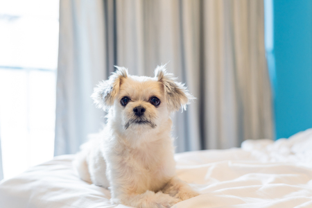 Dog so cute mixed breed with Shih-Tzu, Pomeranian and Poodle sitting or sleep lies on bed with white veil and looking at something with interest on bed in bedroom at home or hotelの写真素材