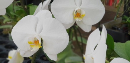 Flower (Orchidaceae or Orchid Flower) purple, violet, white and pink color, Naturally beautiful flowers in the gardenの写真素材