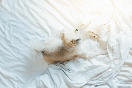 Dog so cute mixed breed with Shih-Tzu, Pomeranian and Poodle sitting or sleep lies on bed with white veil and looking at something with interest on bed in bedroom at home or hotelの写真素材