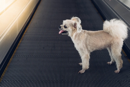 Dog so cute mixed breed with Shih-Tzu, Pomeranian and Poodle travel on travolator for journey trip at stationの写真素材