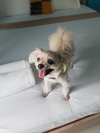 Dog so cute mixed breed with Shih-Tzu, Pomeranian and Poodle stand on bed with white veil and looking at something with interest on bed in bedroom at home or hotelの写真素材
