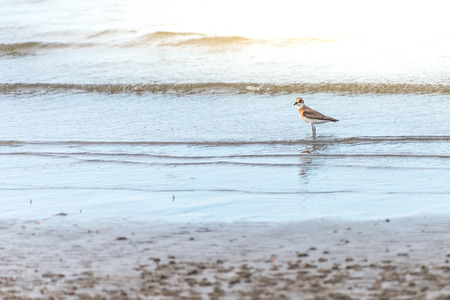 Bird (Greater sand plover, Charadrius leschenaultii) is a small wader in the plover family of birds...