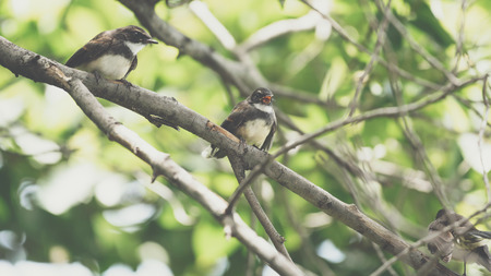 Two birds (Malaysian Pied Fantail, Rhipidura javanica) black and white color are couple, friends or brethren perched on a tree in a nature wildの写真素材