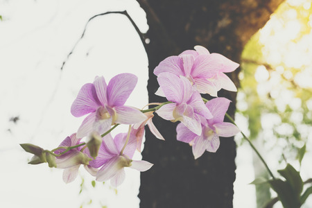 Flower (Orchidaceae or Orchid Flower) purple and white color, Naturally beautiful flowers in the gardenの写真素材