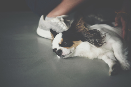 Dog so cute chihuahua breed brown and white colorの写真素材