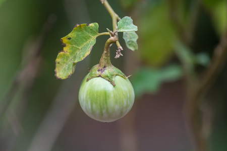Thai Eggplant (Green Brinjal, Kantakari) is name for vegetable several varieties of eggplant used in Asian cuisines are essential ingredients in Thai food curry dishesの写真素材