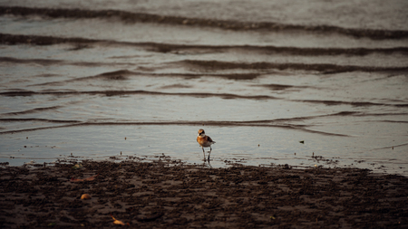 Bird (Greater sand plover, Charadrius leschenaultii) is a small wader in the plover family of birds at a sea in a nature wildの写真素材