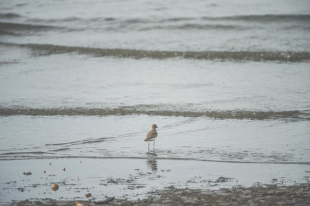Bird (Greater sand plover, Charadrius leschenaultii) is a small wader in the plover family of birds...