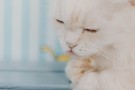 Cat is a animal type mammal and pet so cute white color sitting for relax and looking at something with interest and lonely miss when vacation travelの写真素材