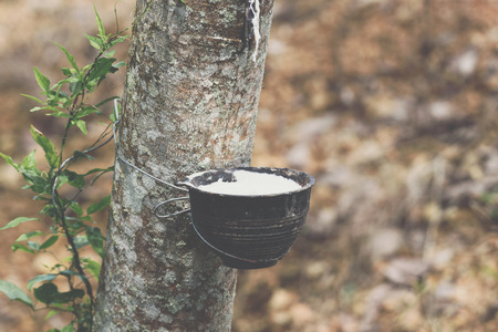 Rubber tree with natural rubber in white milk color drop to the bowl or pot at rubber tree plantation natural latex is a agriculture harvesting for industry in Thailandの写真素材