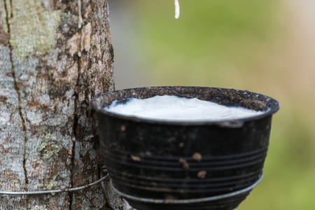 Rubber tree with natural rubber in white milk color drop to the bowl or pot at rubber tree plantation natural latex is a agriculture harvesting for industry in Thailandの写真素材