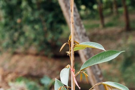 Durian seedling or sapling durian is a king of fruit in Thailand and asia fruit have a spikes shell...
