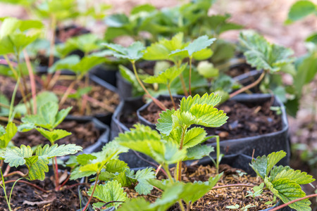Strawberry seedling or sapling in garden strawberry collectively known as strawberries. The fruit is widely appreciated for its characteristic aroma, bright red color, juicy texture, and sweetnessの写真素材
