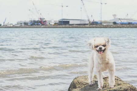 Poodle on the rocky beach with blue sky and rock on beach