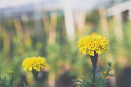Flower (Tagetes erecta, Mexican marigold, Aztec marigold) yellow color, Naturally beautiful flowers in the gardenの写真素材