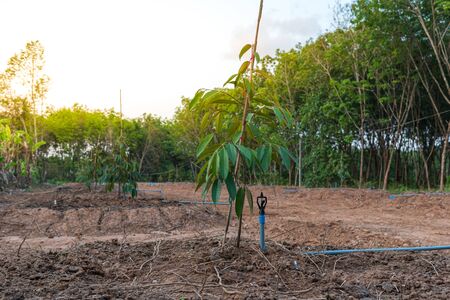 Durian seedling or sapling durian is a king of fruit in Thailand and asia fruit have a spikes shell and sweet can buy at Thai street food and fruit market at agriculture farmの写真素材