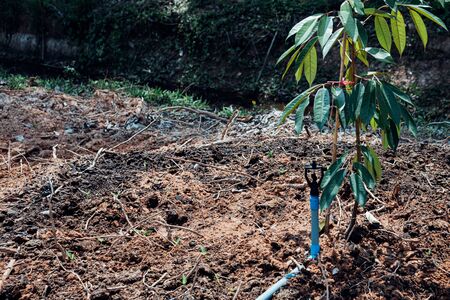 Durian seedling or sapling durian is a king of fruit in Thailand and asia fruit have a spikes shell and sweet can buy at Thai street food and fruit market at agriculture farmの写真素材
