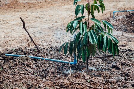 Watering by sprinkler on Durian seedling or sapling durian is a king of fruit in Thailand and asia fruit have a spikes shell and sweet can buy at Thai street food and fruit market at agriculture farmの写真素材