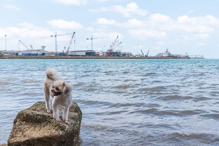 Dog so cute beige color mixed breed with Shih-Tzu, Pomeranian and Poodle on the rocky beach with...