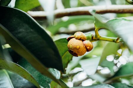 Mangosteen on mangosteen tree is a queen of fruit in Thailand and asia fruit have a sweet can buy at Thai street food and fruit market at agriculture farmの写真素材