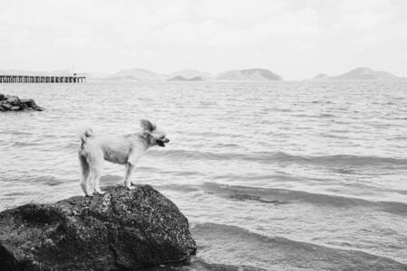 Dog so cute beige color mixed breed with Shih-Tzu, Pomeranian and Poodle on the rocky beach with happy fun when travel at place with nature beach and tropical sea with blue sky and have rock on beachの写真素材