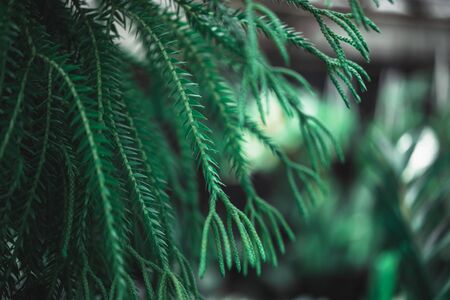 Fern in nature is a member of a group of vascular plants (plants with xylem and phloem) that...
